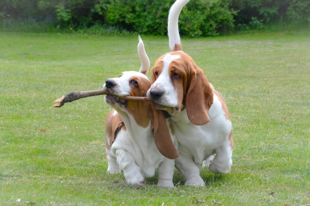 basset hound puppies for sale