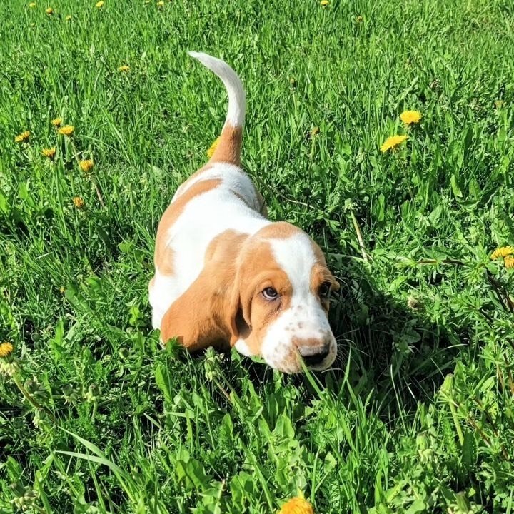 basset hound puppies for sale under $500