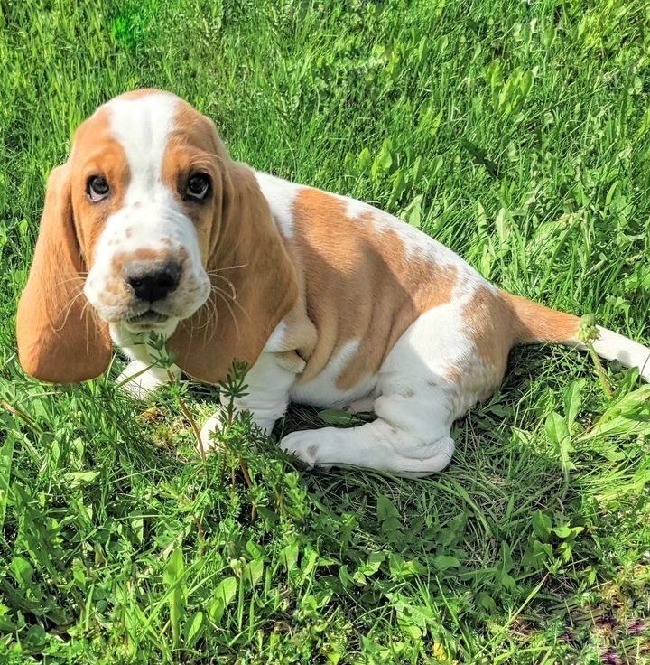 basset hound puppies for sale under $500