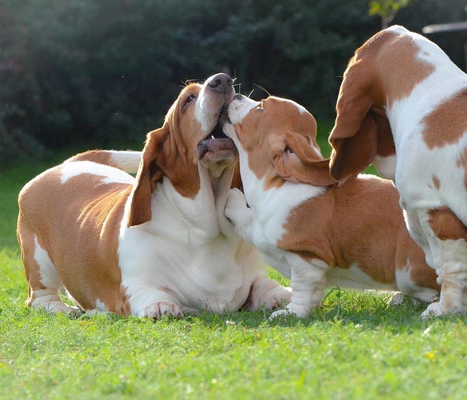 basset hounds for sale
