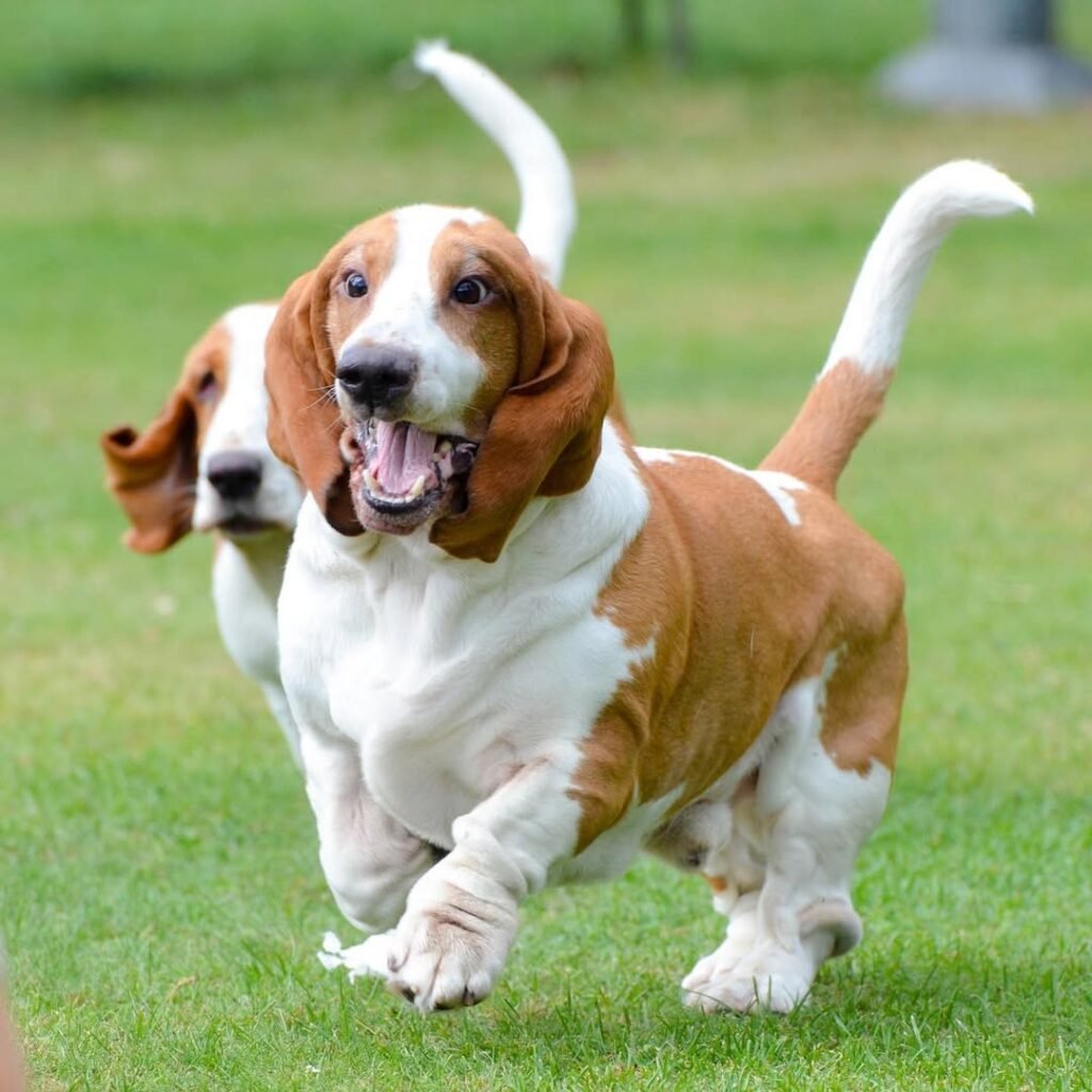 Basset hound puppies for sale under $500 - Lovely Basset Hounds
