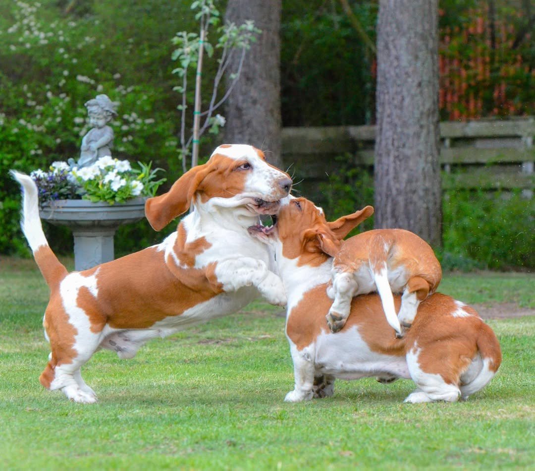 basset hounds for sale