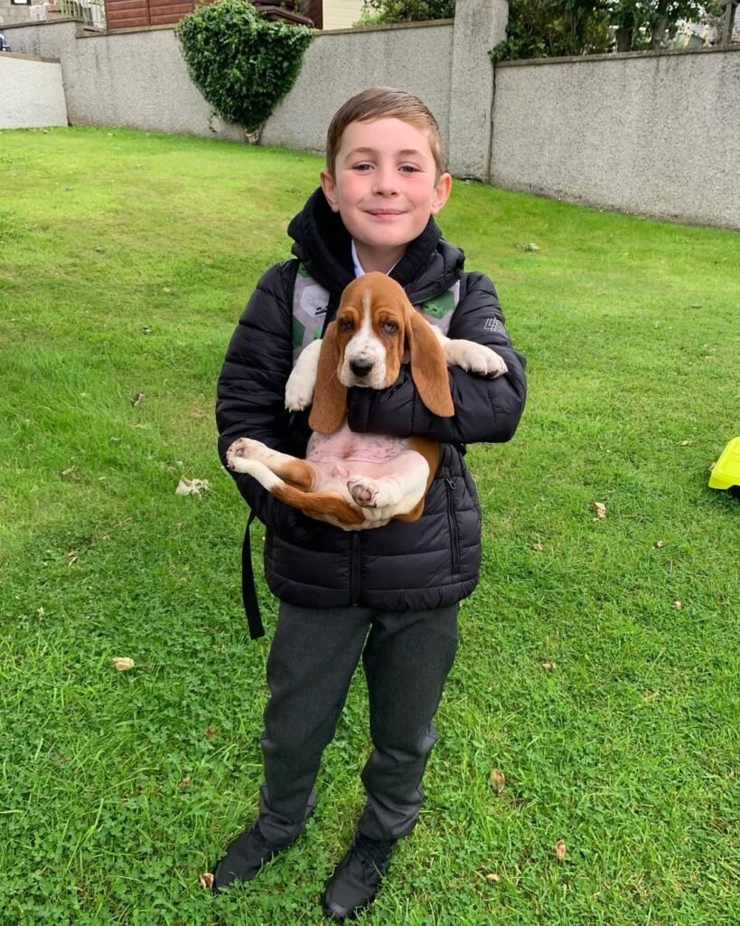 Basset hound breeder near me​