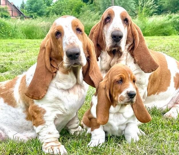 Basset hound breeder near me​ - Basset Hound Breeder
