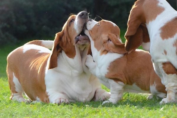 basset hounds for sale