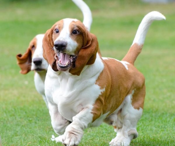 Basset hound puppies for sale under $500 - Lovely Basset Hounds