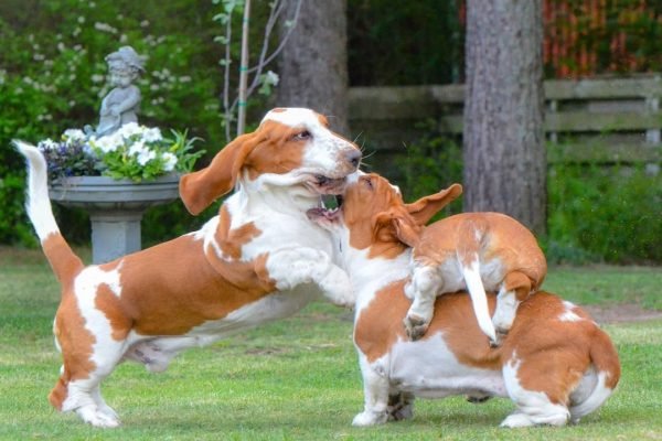 basset hounds for sale