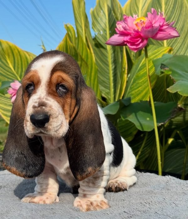 Basset hound puppies for sale