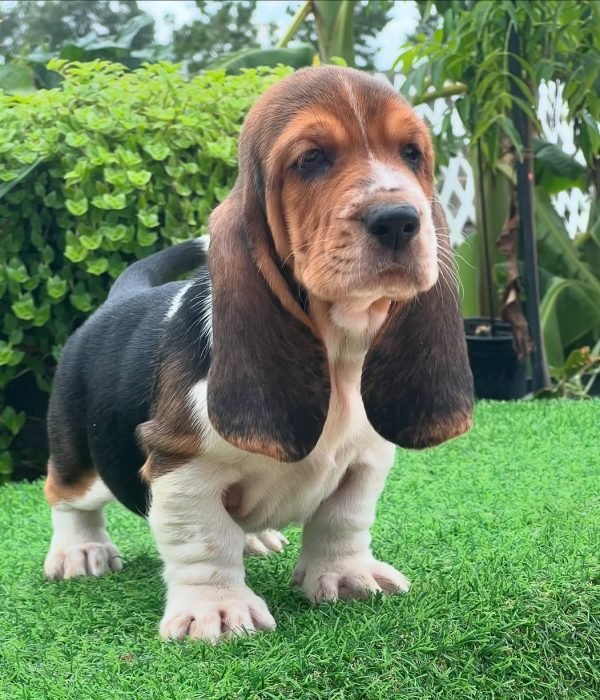 Basset hound puppies for sale under $500