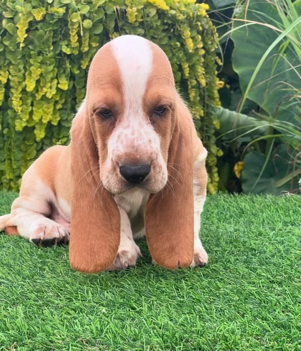 Basset hound puppies for sale under $500