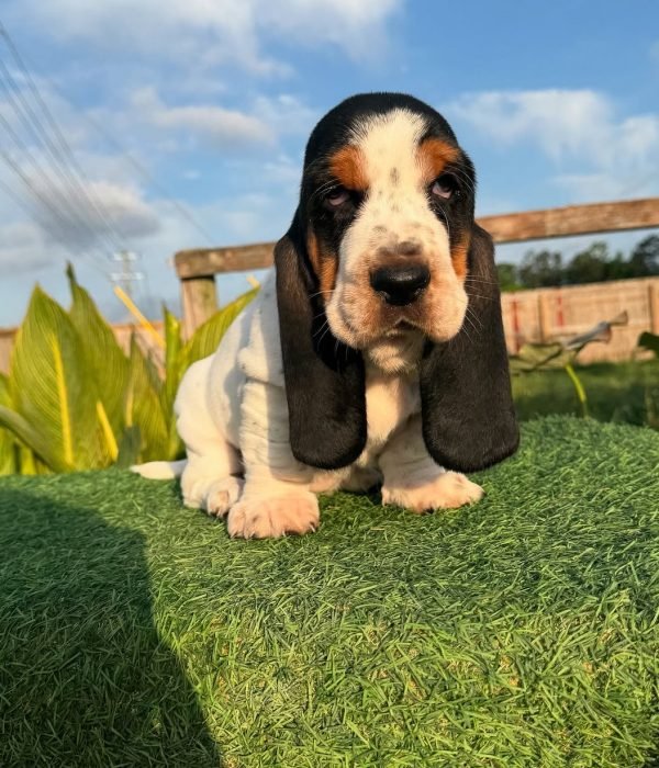 Basset hound puppies for sale under $500