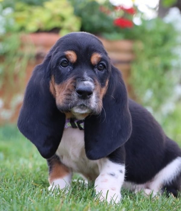Basset hound puppies for sale