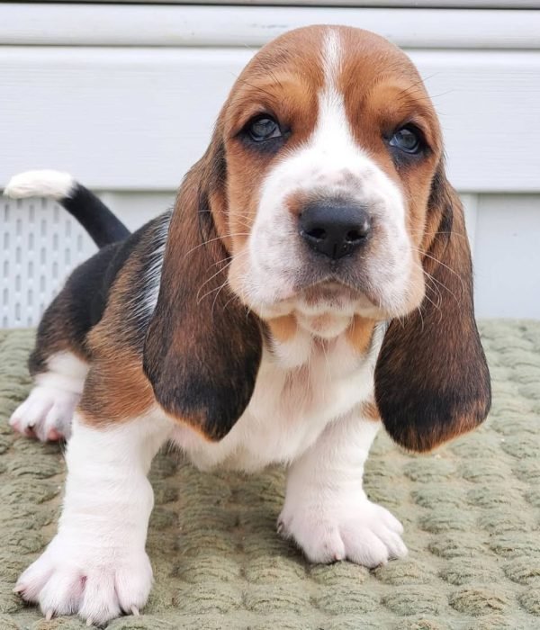 Basset hound puppies for sale