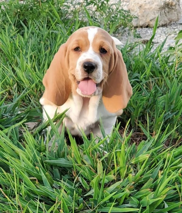 Basset hounds for sale